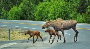 Where To See Wildlife In Anchorage